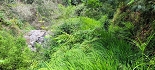 Plants: image 63 Of 208 Thumb
